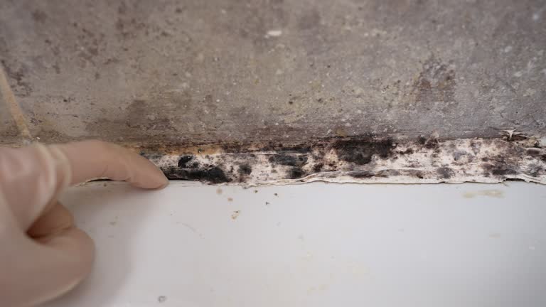 Trusted New York, NY Mold Removal Experts